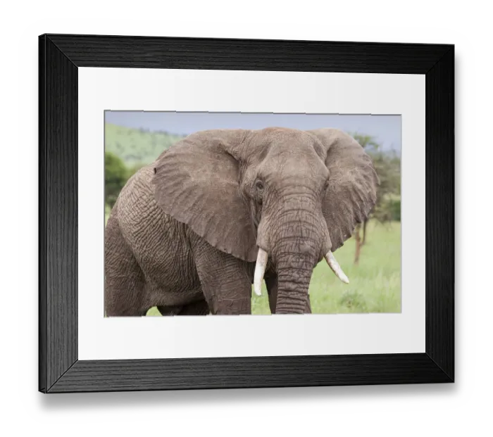 Framed Print : serengeti national park Framed Print : serengeti national park