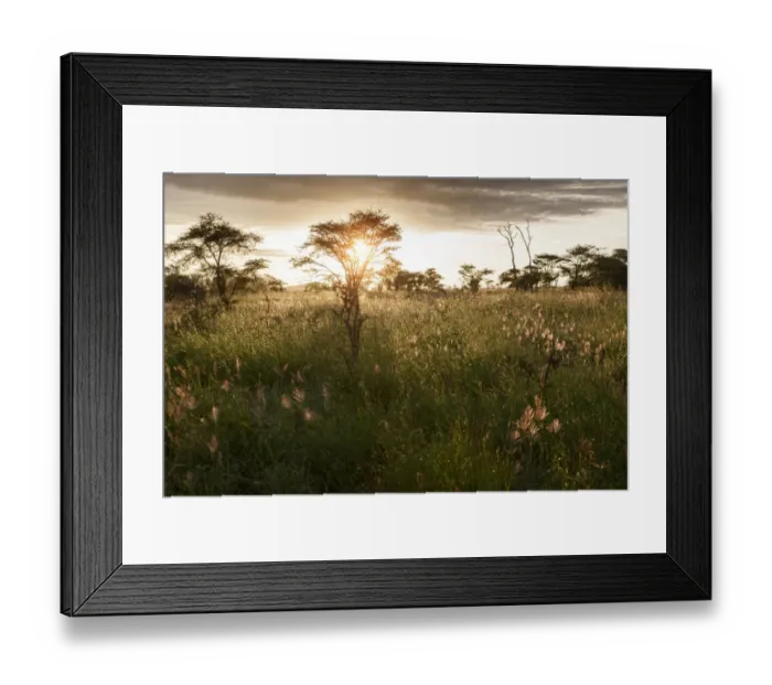 Framed Print : Serengeti national park Framed Print : Serengeti national park