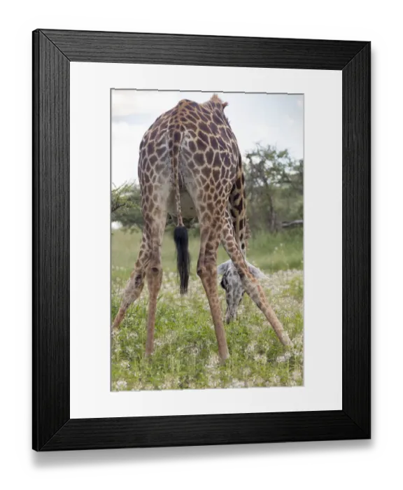 Framed Print : serengeti national park Framed Print : serengeti national park
