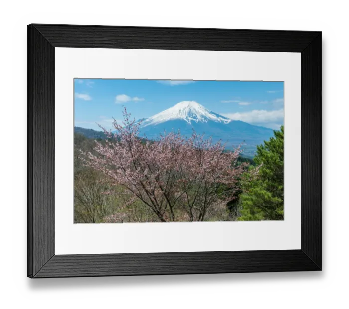 Framed Print : Fuji and Sakura from Oshino-mura Framed Print : Fuji and Sakura from Oshino-mura