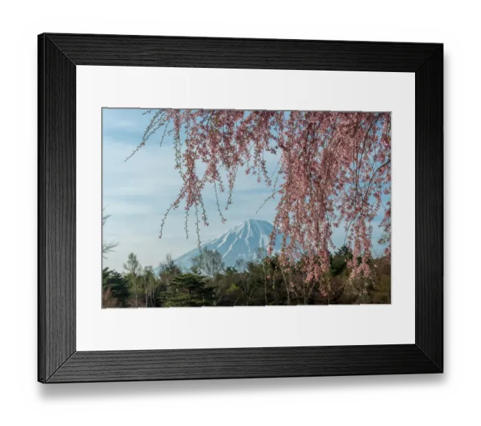 Framed Print : Sakura and Fuji Framed Print : Sakura and Fuji