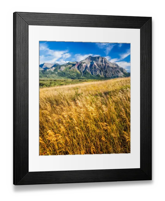 Framed Print : Canadian Rockies and Amber Fields Framed Print : Canadian Rockies and Amber Fields
