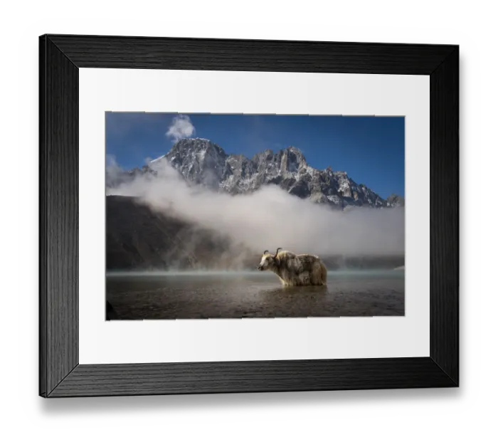 Framed Print : White yak in Gokyo lake, Everest region