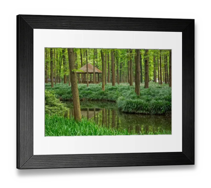 Framed Print : Metasequoia Forest On Shores Of West Lake, Hangzhou Framed Print : Metasequoia Forest On Shores Of West Lake, Hangzhou