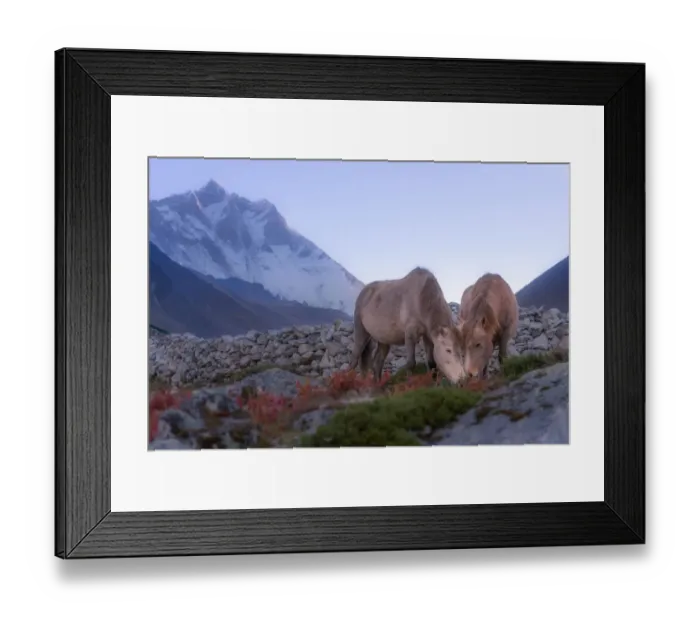 Framed Print : Two horses at Dingboche village, Everest region Framed Print : Two horses at Dingboche village, Everest region
