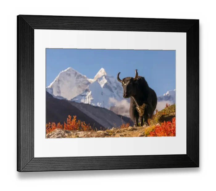 Framed Print : Black yak and Kantega mountain Framed Print : Black yak and Kantega mountain