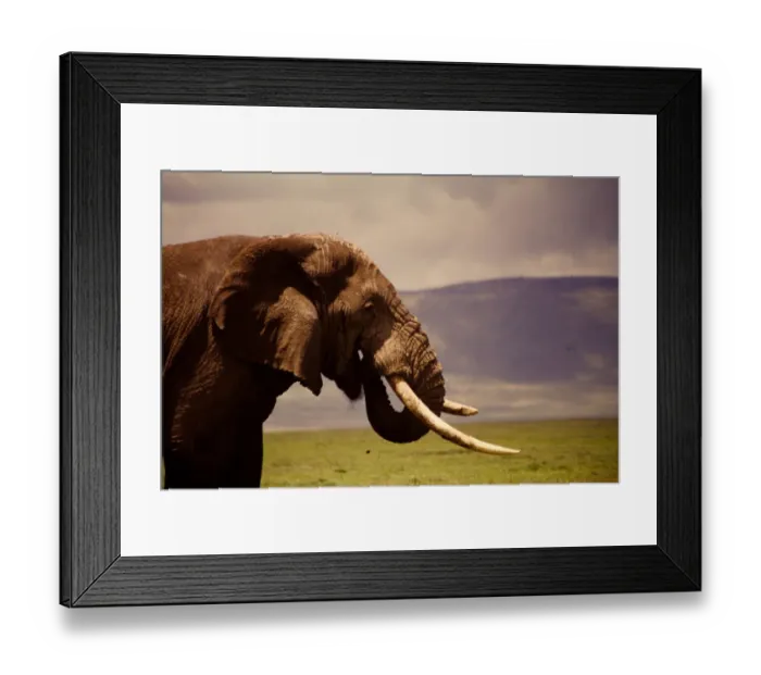 Framed Print : African Elephant on the Serengeti Framed Print : African Elephant on the Serengeti