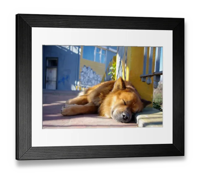 Framed Print : Street dog sleeping in ValparaAiso, Chile Framed Print : Street dog sleeping in ValparaAiso, Chile