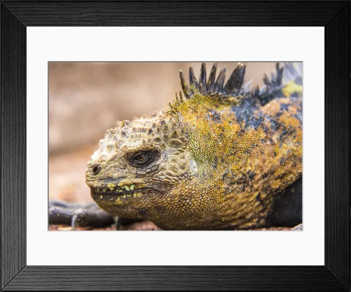 Framed Print : Marine Iguana Framed Print : Marine Iguana