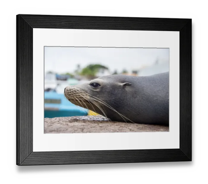 Framed Print : Sea lion Framed Print : Sea lion
