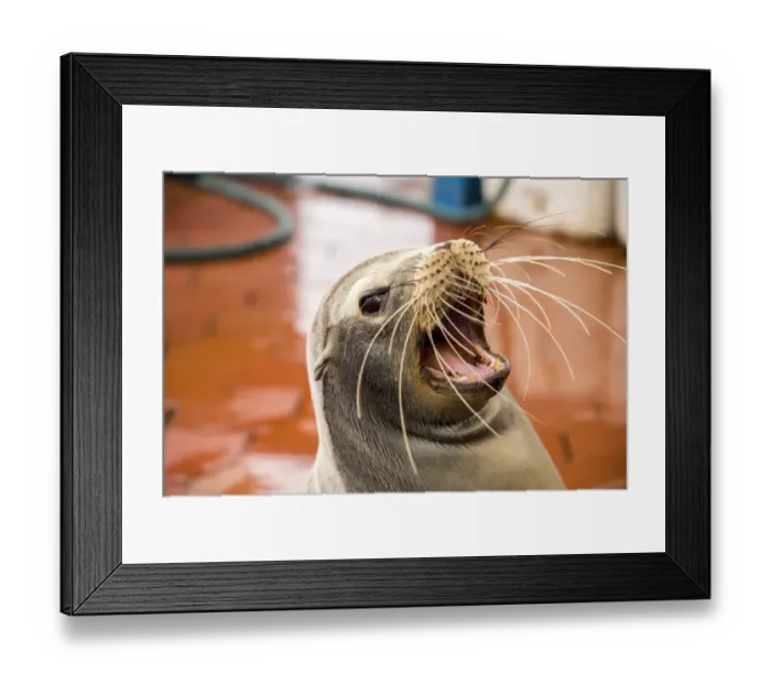 Framed Print : Sea lion at Fish market Framed Print : Sea lion at Fish market