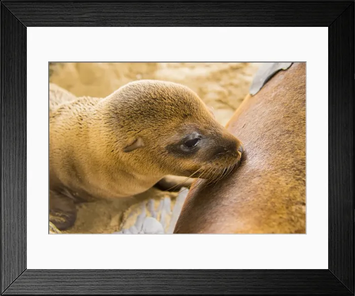 Framed Print : Galapagos Sea Lion Framed Print : Galapagos Sea Lion