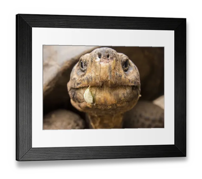 Framed Print : Galapagos Giant Tortoise Framed Print : Galapagos Giant Tortoise