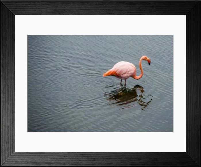 Framed Print : Galapagos Flamingo Framed Print : Galapagos Flamingo