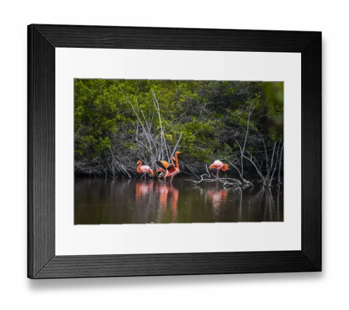 Framed Print : Galapagos Flamingo Framed Print : Galapagos Flamingo