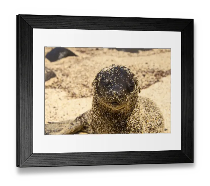Framed Print : Sea lion baby Framed Print : Sea lion baby