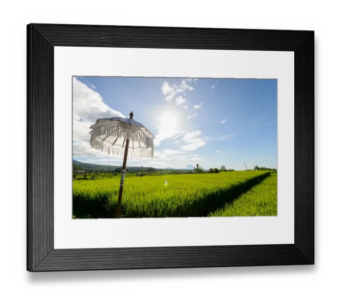 Framed Print : White Balinese Umbrella in paddy fields Framed Print : White Balinese Umbrella in paddy fields