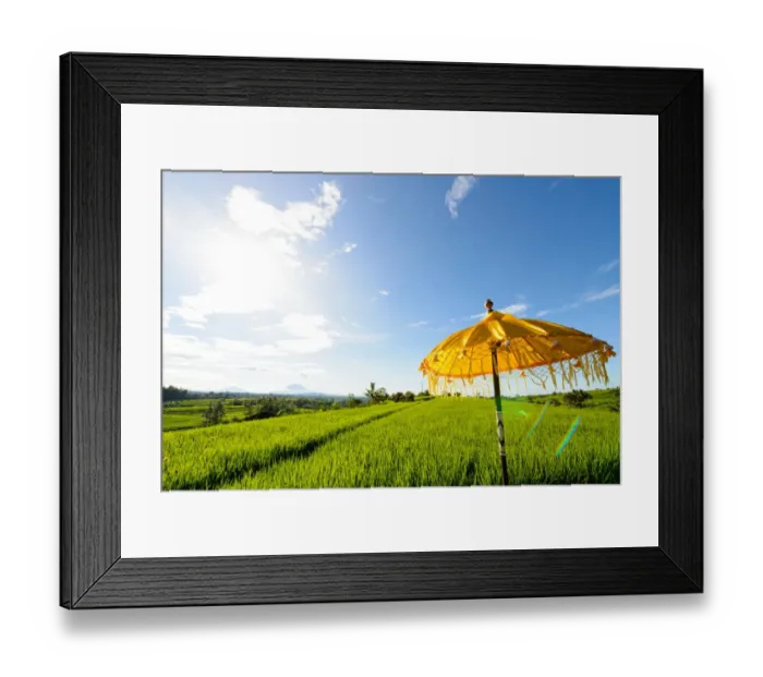 Framed Print : Yellow Balinese Umbrella in paddy fields Framed Print : Yellow Balinese Umbrella in paddy fields