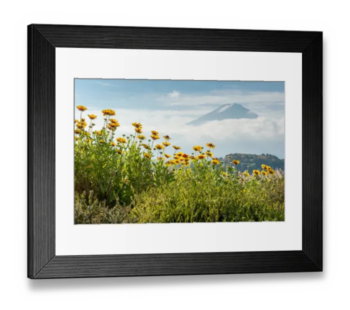 Framed Print : Flower and Fuji Framed Print : Flower and Fuji