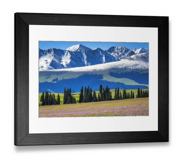 Framed Print : Summer Flowers Blooming, Kalajun Grassland, Xinjiang China Framed Print : Summer Flowers Blooming, Kalajun Grassland, Xinjiang China