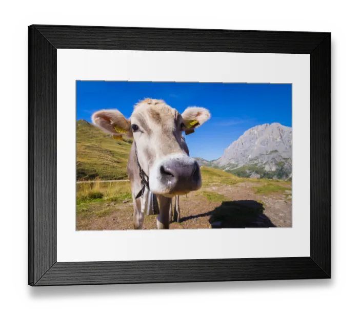 Framed Print : Cow and Pale di San Martino Framed Print : Cow and Pale di San Martino