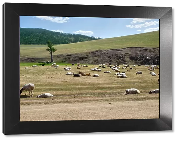 Group of sheep at Orkhon Valley in centreal Mongolia