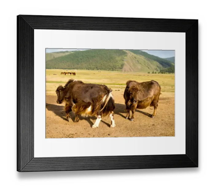 Framed Print : Mongolia Yak at Orkhon Valley in centreal Mongolia Framed Print : Mongolia Yak at Orkhon Valley in centreal Mongolia