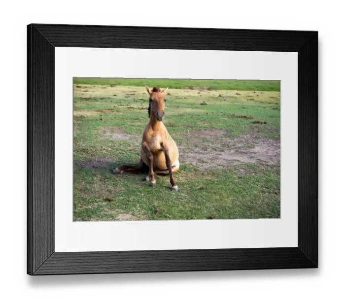 Framed Print : Horse at Orkhon Valley in centreal of Mongolia