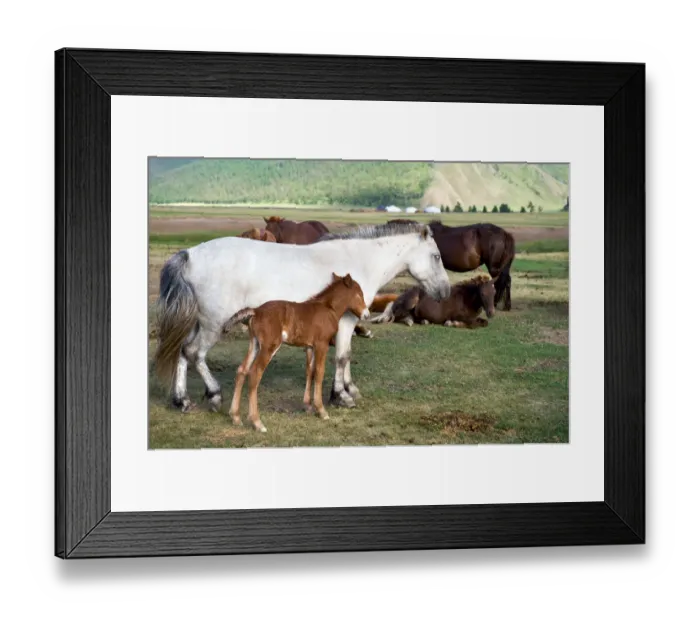 Framed Print : Horse family at Orkhon Valley in centreal Mongolia Framed Print : Horse family at Orkhon Valley in centreal Mongolia