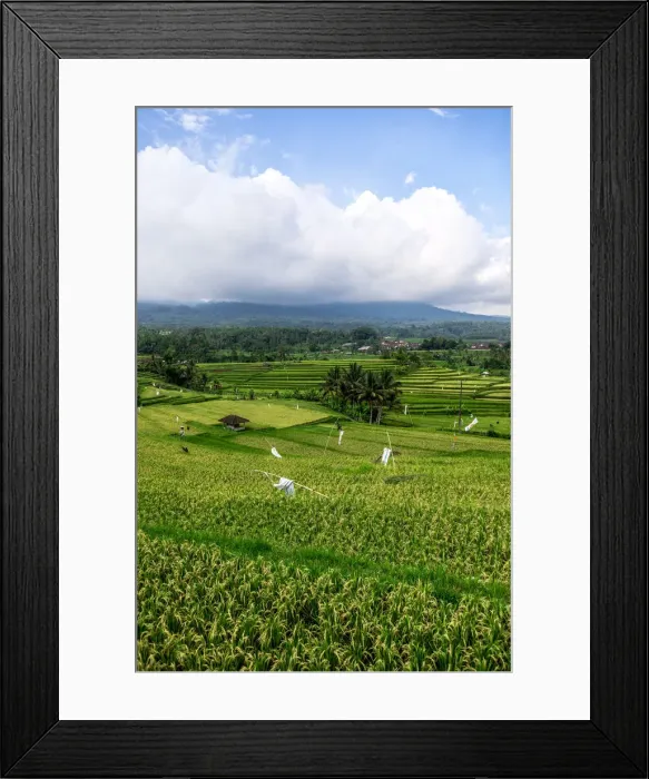 Framed Print : Terraced rice fields, Jatiluwih, Bali, Indonesia Framed Print : Terraced rice fields, Jatiluwih, Bali, Indonesia