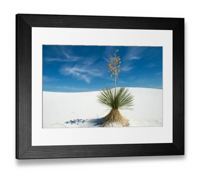 Framed Print : Yucca tree at white sands national monument Framed Print : Yucca tree at white sands national monument