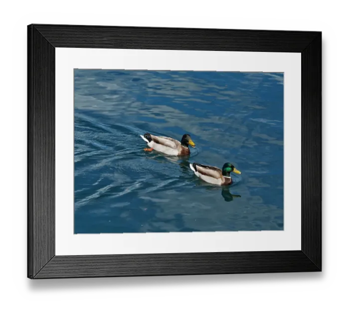 Framed Print : Two Ducks On Lake Orta, Northern Italy Framed Print : Two Ducks On Lake Orta, Northern Italy