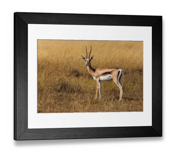 Framed Print : Thomson Gazelle in the grass