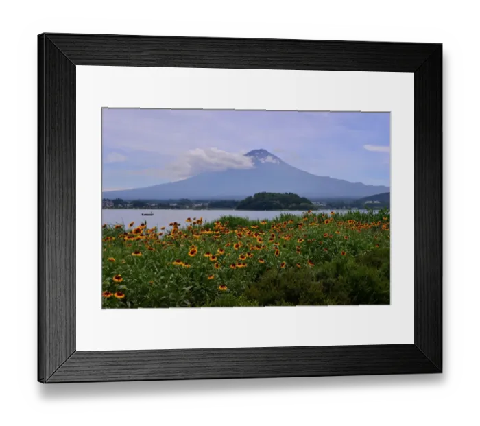 Framed Print : Mt Fuji and gaillardia (blanket flower) Framed Print : Mt Fuji and gaillardia (blanket flower)