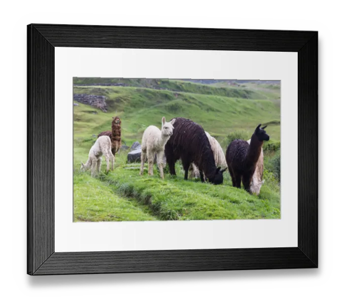 Framed Print : View of wild alpacas (camelidae) Framed Print : View of wild alpacas (camelidae)