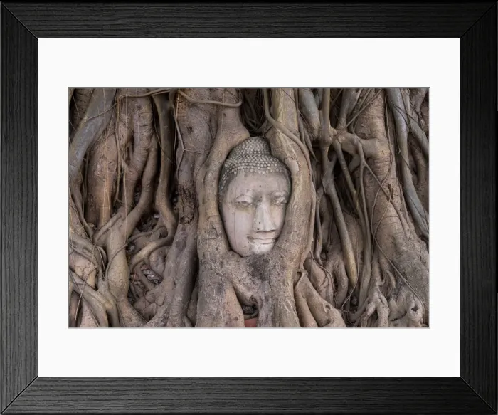 Framed Print : Buddha head in tree roots Framed Print : Buddha head in tree roots