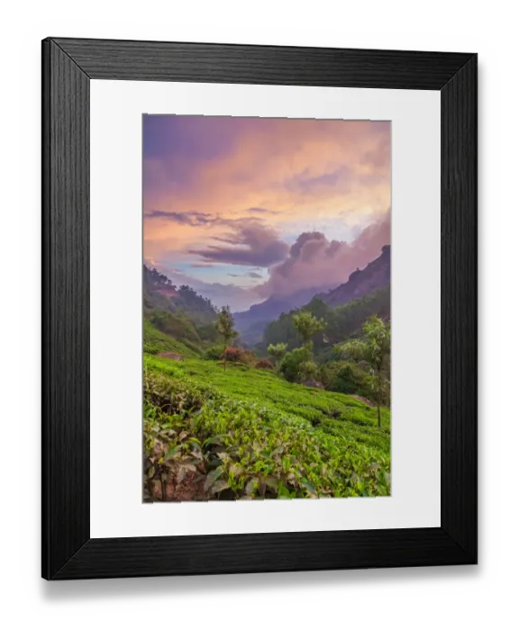 Framed Print : Tea plantations at dusk Framed Print : Tea plantations at dusk