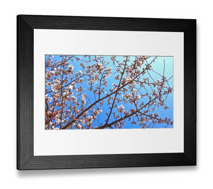 Framed Print : White Chery Blossoms shining against blue sky background Framed Print : White Chery Blossoms shining against blue sky background