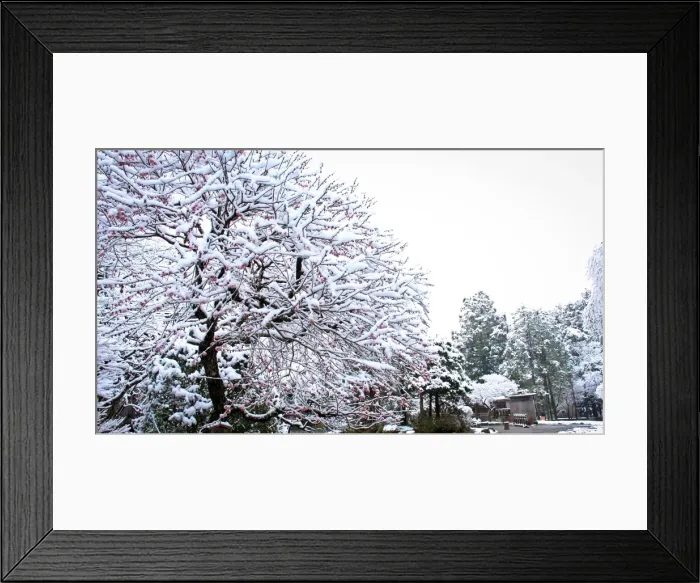 Framed Print : Snow covered cherry blossom tree with red blossoms Framed Print : Snow covered cherry blossom tree with red blossoms