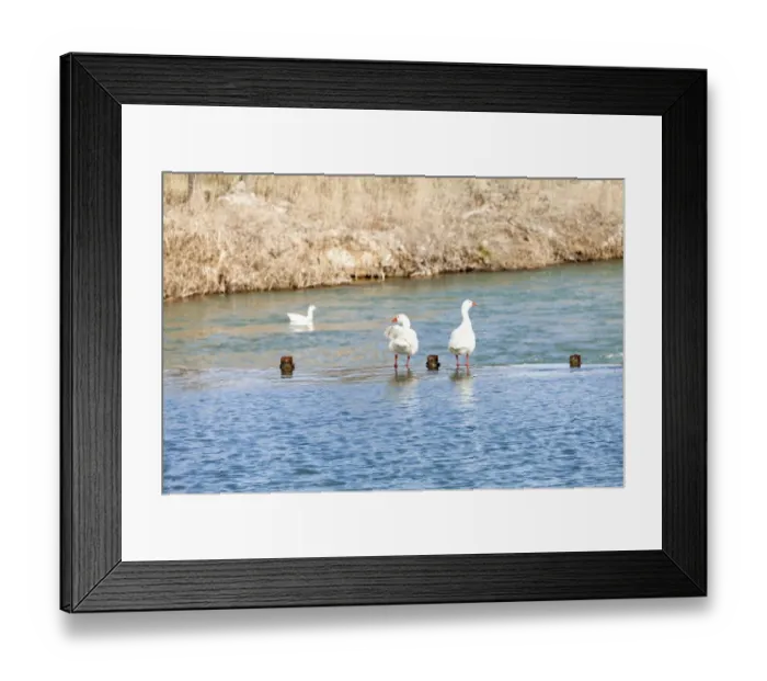 Framed Print : Aranjuez. Three ducks on the river Tajo in Aranjuez, Madrid, Spain, Europe 2016 Framed Print : Aranjuez. Three ducks on the river Tajo in Aranjuez, Madrid, Spain, Europe 2016