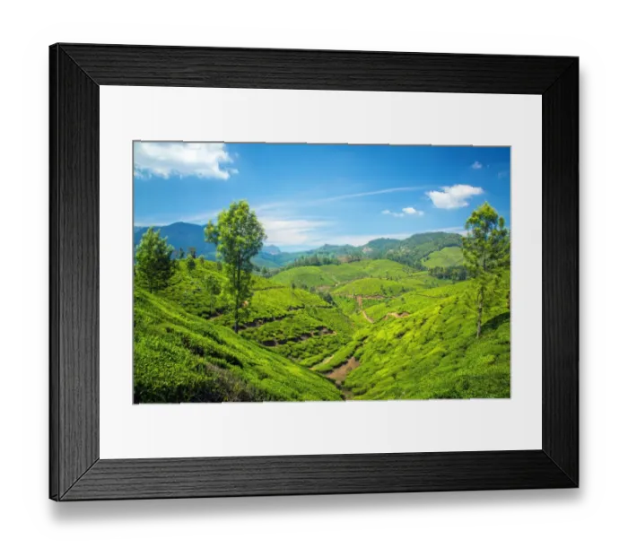 Framed Print : Tea plantation in India Framed Print : Tea plantation in India