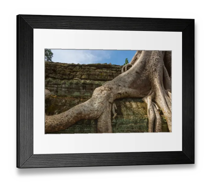 Framed Print : Tree on Stone Wall in Angkor Thom Framed Print : Tree on Stone Wall in Angkor Thom
