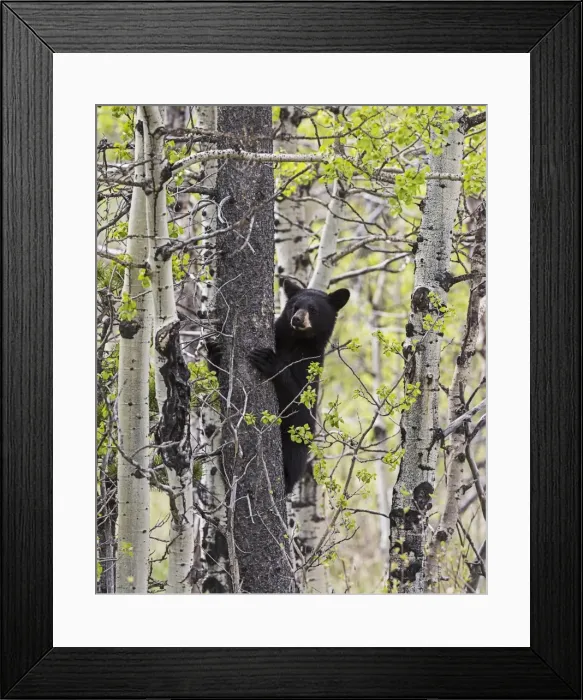 Framed Print : Young black bear (Ursus americanus) in a tree, Waterton Lakes National Park Framed Print : Young black bear (Ursus americanus) in a tree, Waterton Lakes National Park