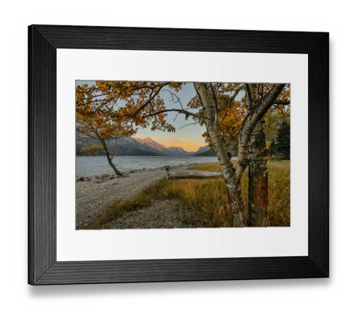 Framed Print : Waterton lake in autumn colours at sunset against the mountains, Waterton Lakes National Park Framed Print : Waterton lake in autumn colours at sunset against the mountains, Waterton Lakes National Park