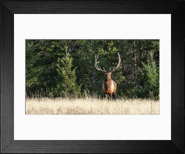Framed Print : Bull elk (Cervus canadensis), Jasper National Park Framed Print : Bull elk (Cervus canadensis), Jasper National Park