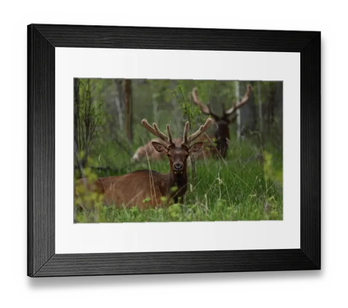 Framed Print : Bull elk (Cervus canadensis) resting in tall grasses, Banff National Park Framed Print : Bull elk (Cervus canadensis) resting in tall grasses, Banff National Park