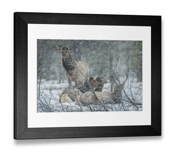 Framed Print : Elk (cervus canadensis) in snow, Jasper National Park Framed Print : Elk (cervus canadensis) in snow, Jasper National Park