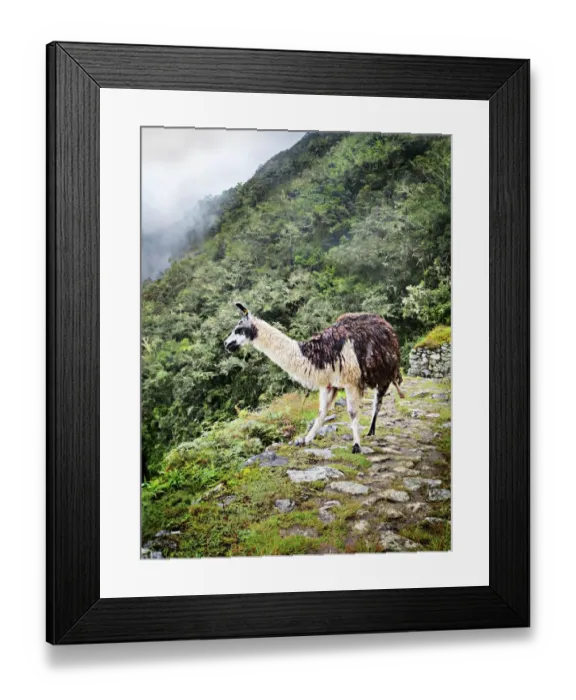 Framed Print : Llama on a Peruvian mountainside Framed Print : Llama on a Peruvian mountainside