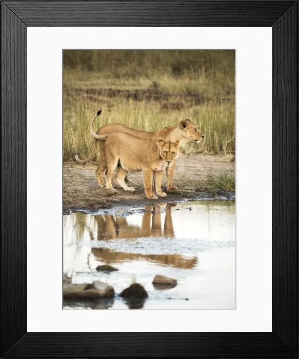 Framed Print : Two lionesses (Panthera leo) reflected in pool, Serengeti National Park