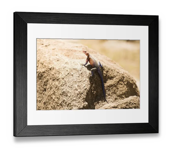 Framed Print : Colourful male Rock Agama (Agama agama) lizard perched on rock, Serengeti National Park Framed Print : Colourful male Rock Agama (Agama agama) lizard perched on rock, Serengeti National Park